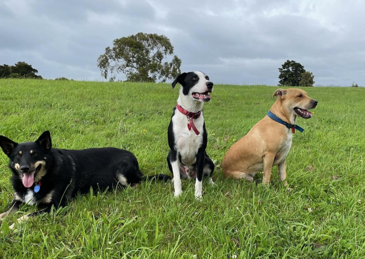 Narrow Neck Creek Farmstay And B&B Upper Hutt Bagian luar foto