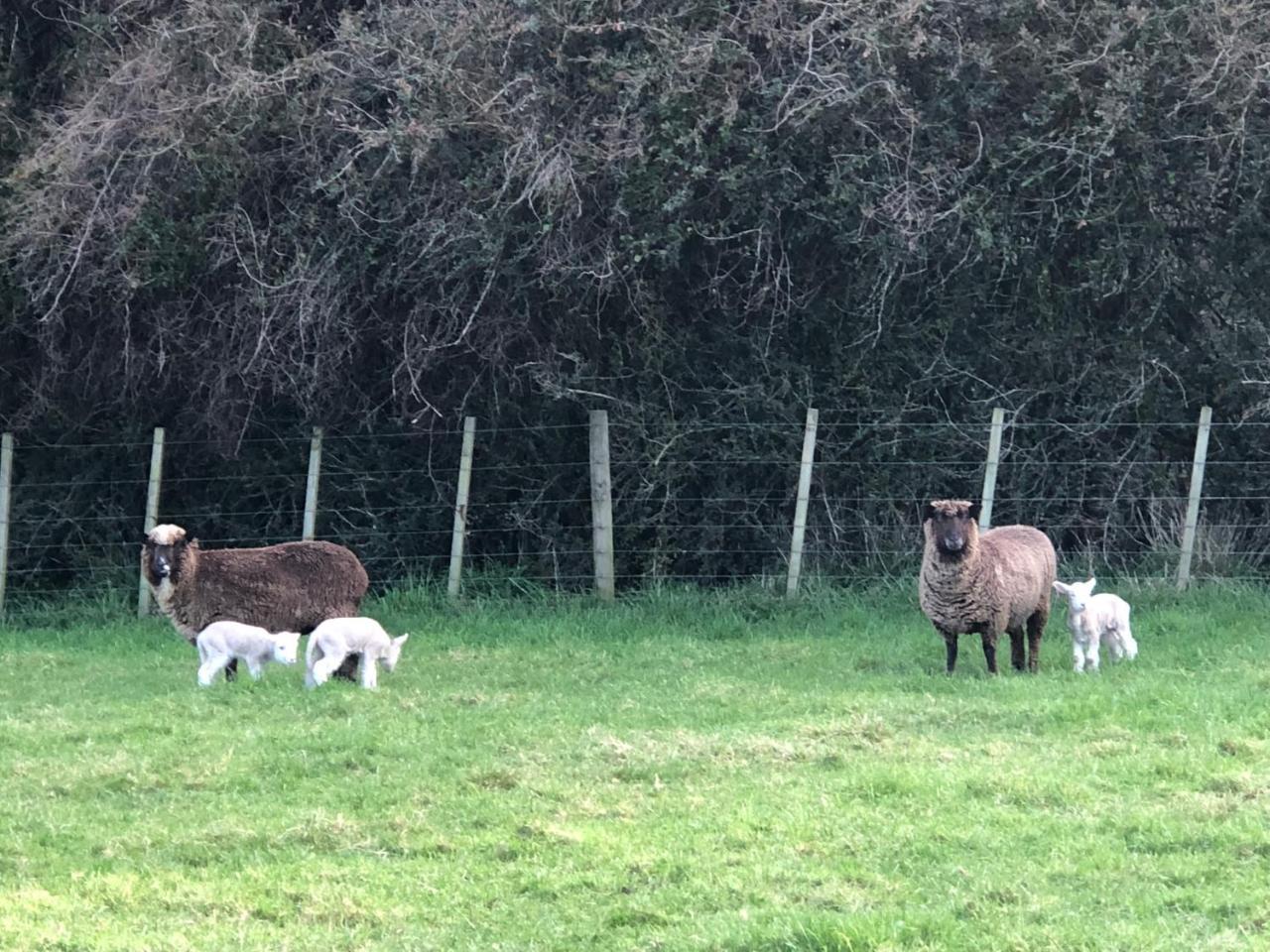 Narrow Neck Creek Farmstay And B&B Upper Hutt Bagian luar foto