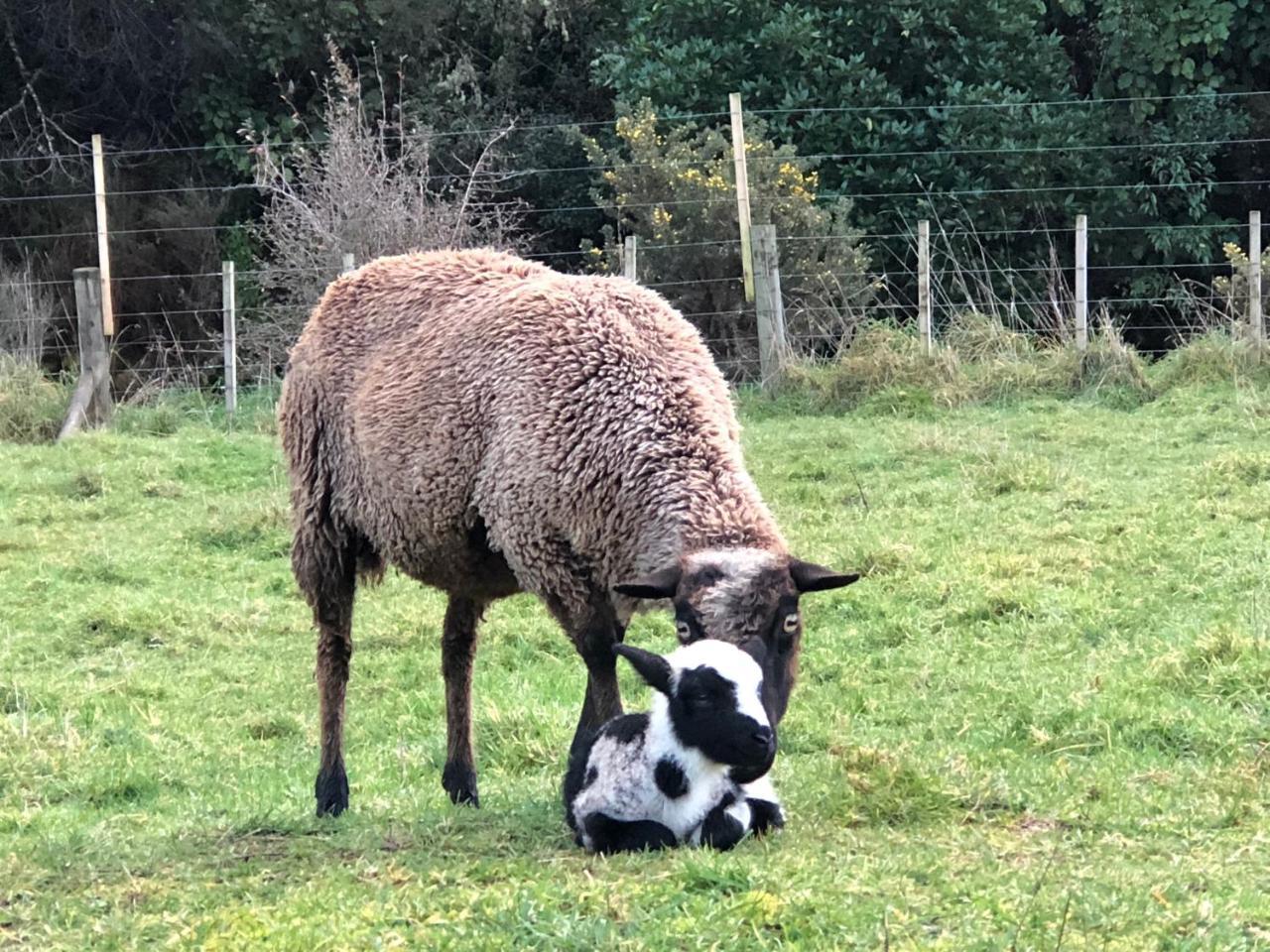 Narrow Neck Creek Farmstay And B&B Upper Hutt Bagian luar foto